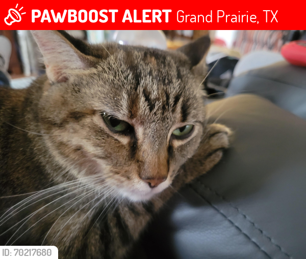 Lost Female Cat last seen Hummingbird Drive , Grand Prairie, TX 75052