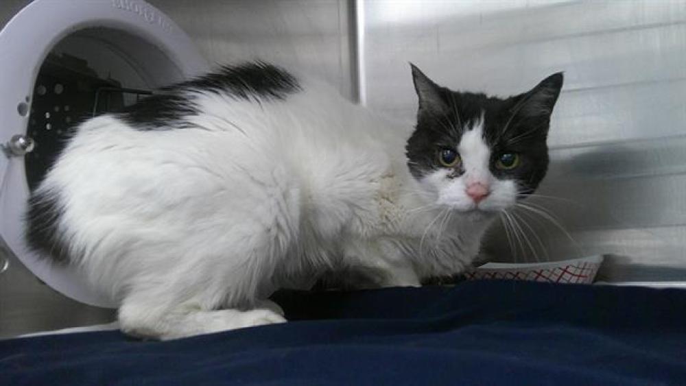 Shelter Stray Unknown Cat last seen Near BLOCK TERMINAL DR, FORT LAUDERDALE FL 33315, Davie, FL 33312