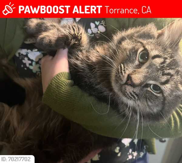 Lost Male Cat last seen Amie Ave & Emerald Street, Torrance, CA 90503