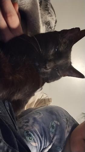 Lost Male Cat last seen He was on 1st and ran in between the hses right before Birmingham., Tulsa, OK 74104