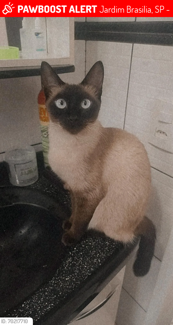 Lost Female Cat last seen Jd Brasília , Jardim Brasilia, SP 03585-140