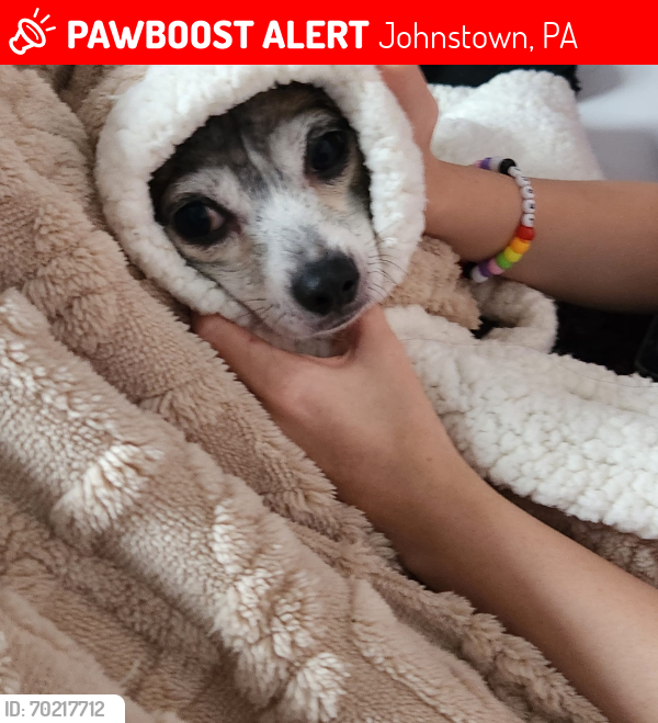 Lost Male Dog last seen Strayer st and hawk place, Johnstown, PA 15906