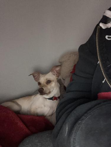 Lost Male Dog last seen Belmont and abby, Fresno, CA 93701