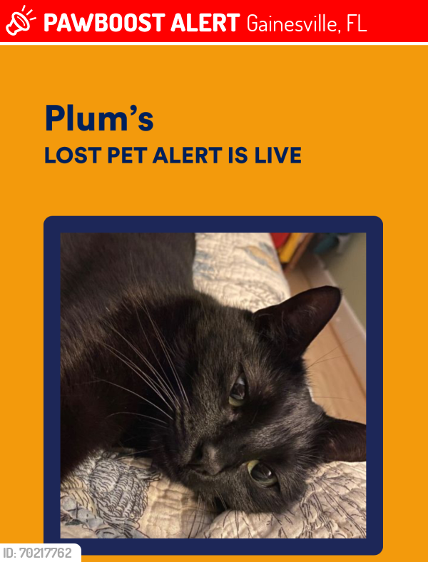 Lost Female Cat last seen Near the YMCA on NW 34th , Gainesville, FL 32605