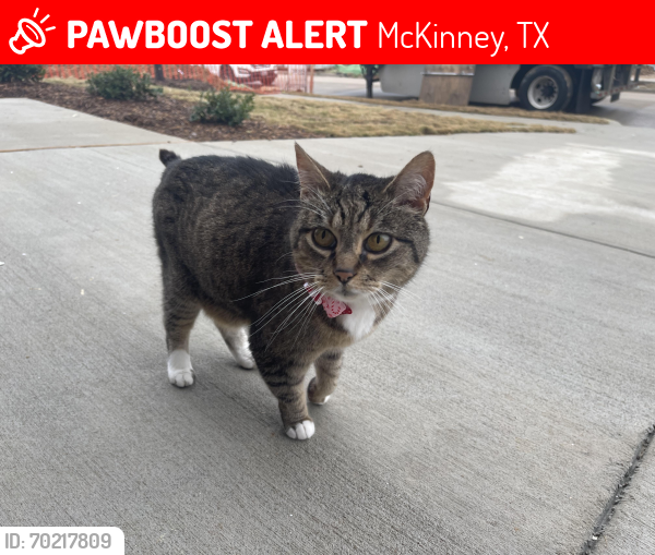 Lost Female Cat last seen Davis Meadow & Hardin, McKinney, TX 75071