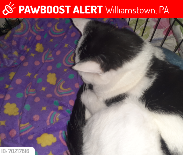Lost Male Cat last seen Ray st., Williamstown, PA 17098