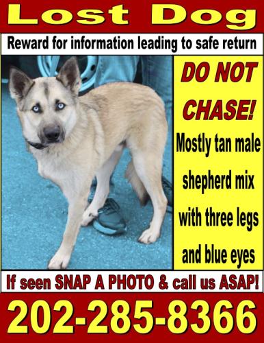 Lost Male Dog last seen Jeffrey Road, Great Falls, VA 22066