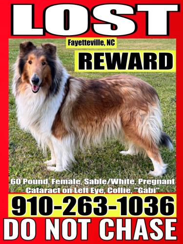 Lost Female Dog last seen Turnbull Road and Troy Fisher Rd., Cape Fear, NC 28312