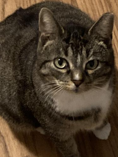 Lost Female Cat last seen Ritchie Drive; Dale Ct; Edgemont Rd, Huntington, WV 45619