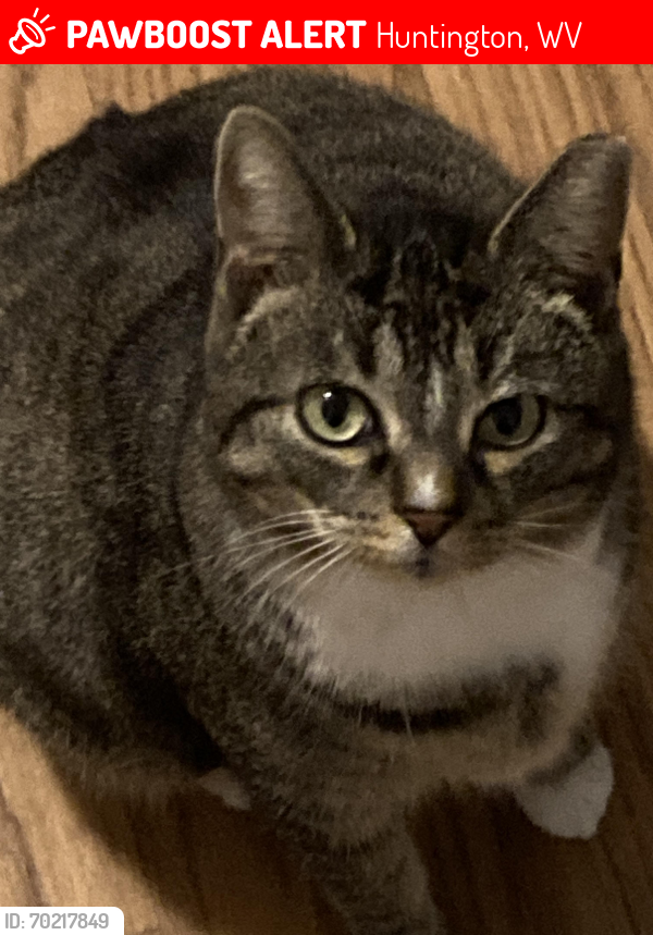 Lost Female Cat last seen Ritchie Drive; Dale Ct; Edgemont Rd, Huntington, WV 45619