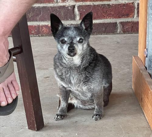 Lost Female Dog last seen Near block of Knoxville Dr, Amarillo, TX 79118