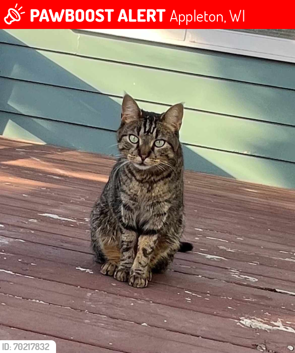 Lost Male Cat last seen Meade and Northland, Appleton, WI 54911