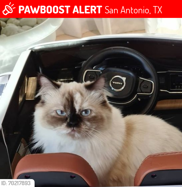 Lost Female Cat last seen Elm creek , San Antonio, TX 78230