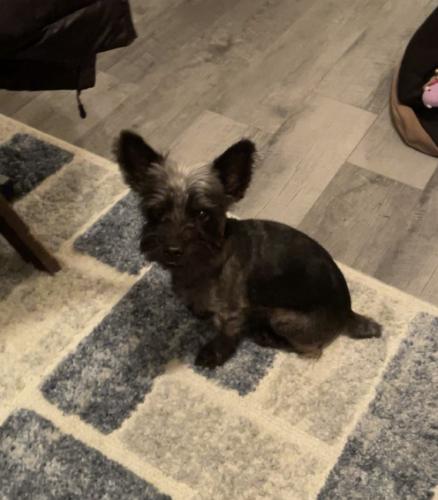 Lost Male Dog last seen Cortney Dr & 3100 By Bangerter Highway , West Valley City, UT 84120
