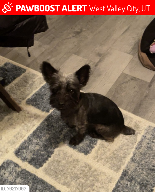 Lost Male Dog last seen Cortney Dr & 3100 By Bangerter Highway , West Valley City, UT 84120