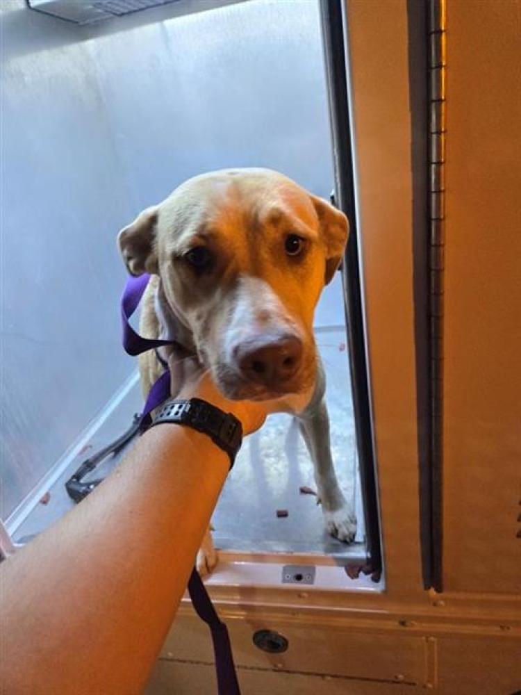 Shelter Stray Female Dog last seen 65TH ST & JANSEN DR, Sacramento, CA 95818