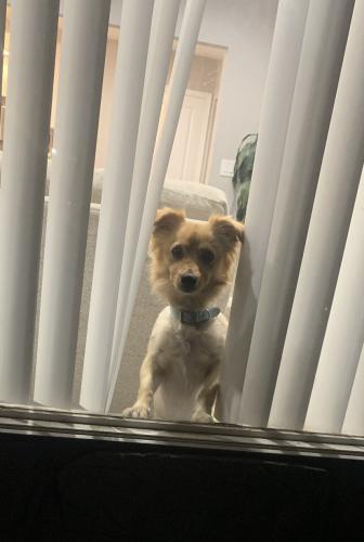 Lost Male Dog last seen Garfield & Hereford dr, East Los Angeles, CA 90022
