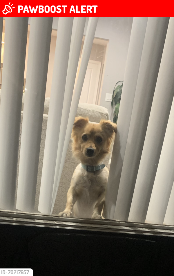 Lost Male Dog last seen Garfield & Hereford dr, East Los Angeles, CA 90022