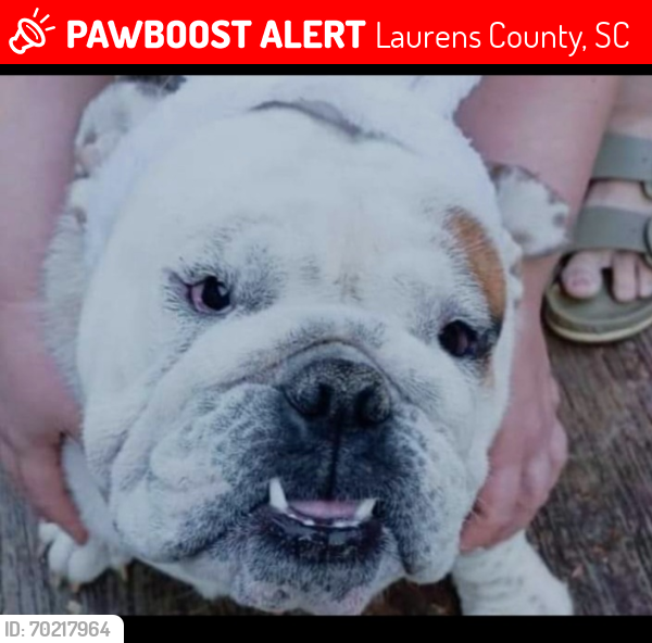 Lost Male Dog last seen Lake rd Clinton sc , Laurens County, SC 29325
