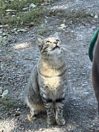 Lost Male Cat last seen Stony pt and Bellevue area of Santa Rosa , Santa Rosa, CA 95407