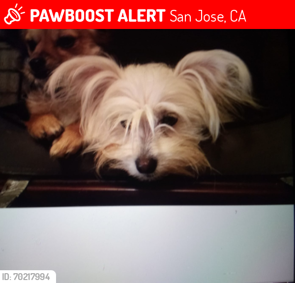 Lost Male Dog last seen Vaughn and Scott, San Jose, CA 95128