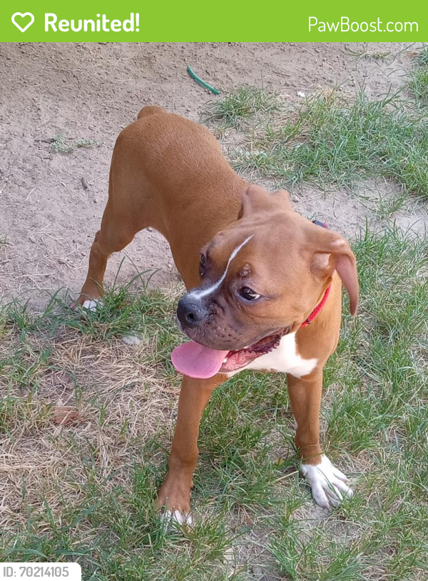 Reunited Male Dog last seen Pine Knot Rd and Pine Bark Ln , Magnolia, TX 77353