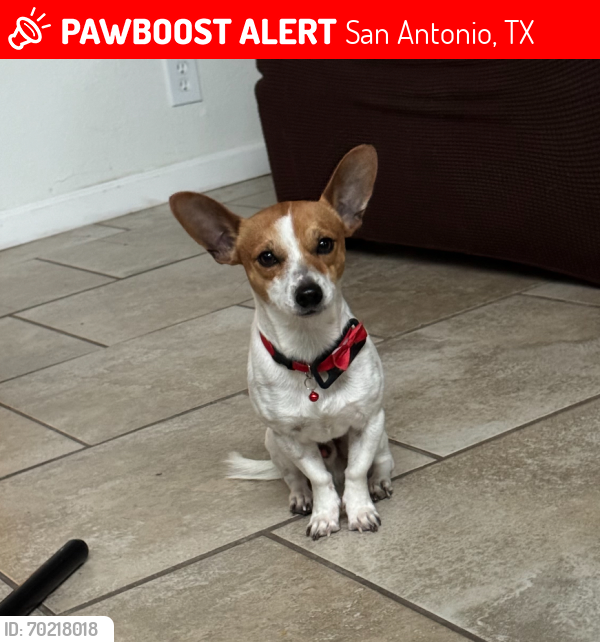 Lost Male Dog last seen Athens Field Drive 78245, San Antonio, TX 78245