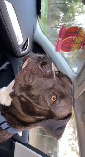 Lost Male Dog last seen E Mulberry st , Fort Collins, CO 80524
