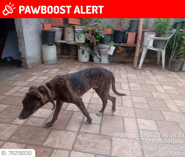 Lost Male Dog last seen Parque Savoy CIty, Jardim Santa Terezinha, Parque Savoi City, SP 03570-000