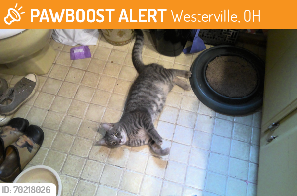 Rehomed Male Cat last seen Near cooper rd westerville ohio 43081  by forest hills and state st. , Westerville, OH 43081
