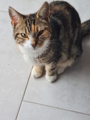 Lost Female Cat last seen Fernbank, Outwood, Manchester , Radcliffe, England M26