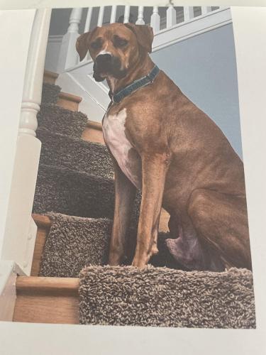 Lost Male Dog last seen N Forest Dr, Forest Hill, MD 21050