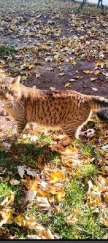 Lost Male Cat last seen Lincoln & Belmont, Wichita, KS 67218