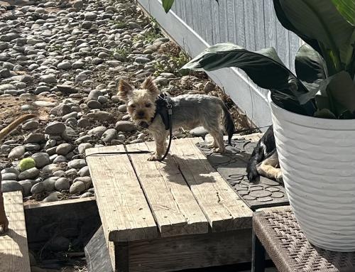 Lost Male Dog last seen Zuni & Mesilla , Albuquerque, NM 87108