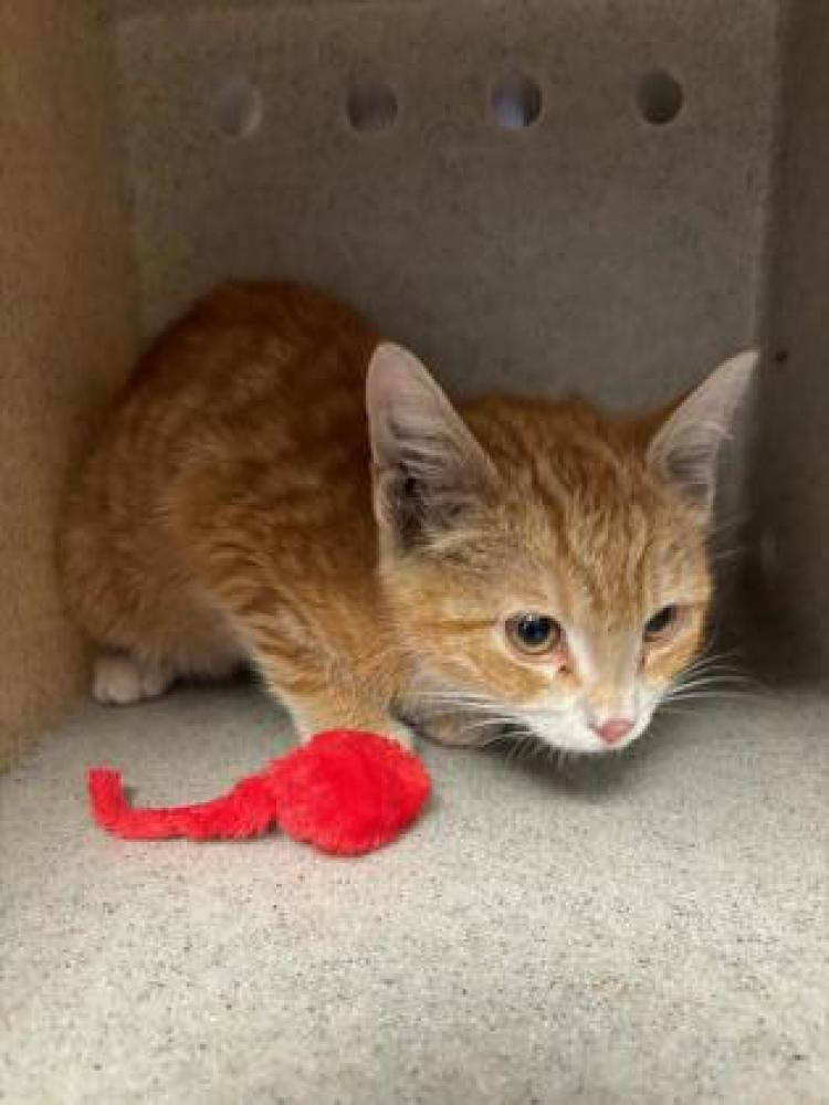 Shelter Stray Male Cat last seen Chantilly, VA, 20151, Metrotech Dr and Rte 50, Fairfax County, VA, Fairfax, VA 22032