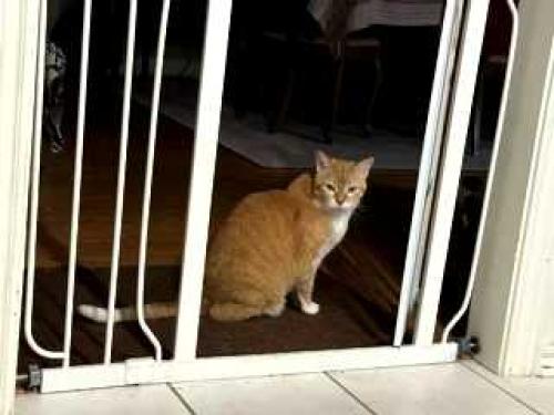 Lost Male Cat last seen  Price and Rendon New Hope 3-way stop, Fort Worth, TX 76140