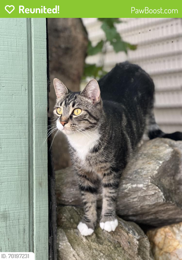 Reunited Female Cat last seen Near Laird St, West Lawn, PA 19609, USA, West Lawn, PA 19609