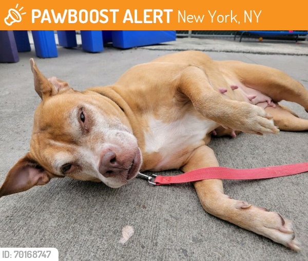 Shelter Stray Female Dog last seen Near Father Cappedona Boulevard, STATEN ISLAND, NY, 10305, New York, NY 11208