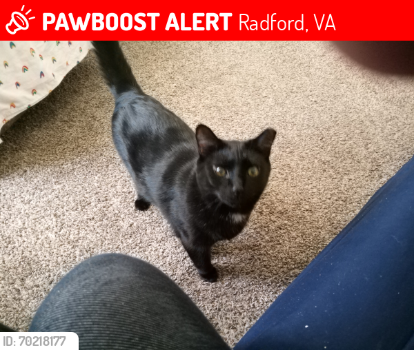Lost Male Cat last seen Tyler Ave Radford , Radford, VA 24141