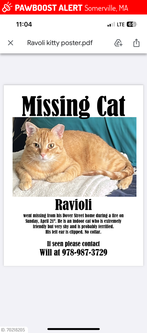 Lost Male Cat last seen Orchard ST, Davis Square , Somerville, MA 02144