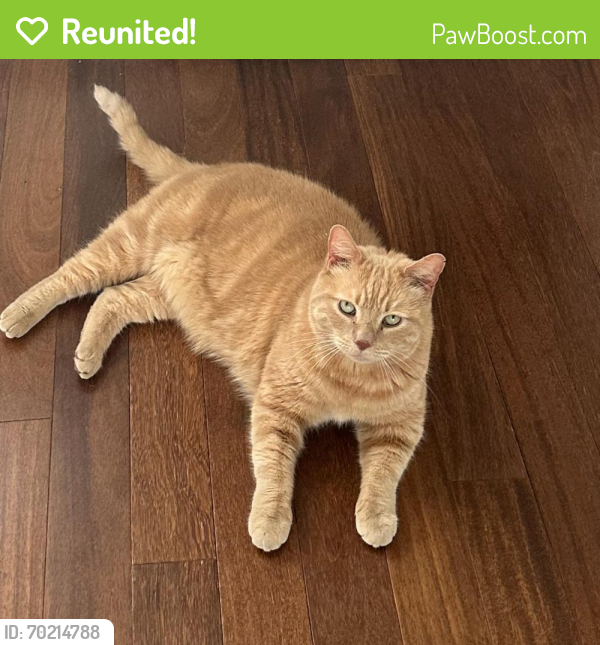 Reunited Male Cat last seen South capitol st and reed st , Philadelphia, PA 19146