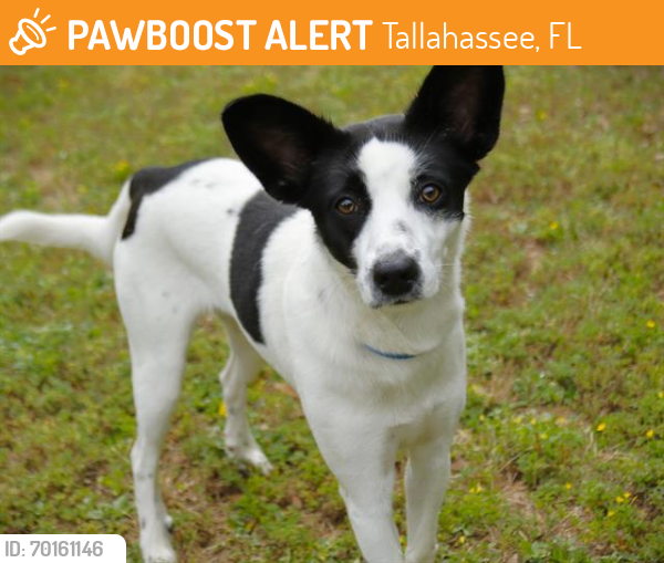 Shelter Stray Female Dog last seen Near BLOCK FRED GEORGE DR, Tallahassee, FL 32311