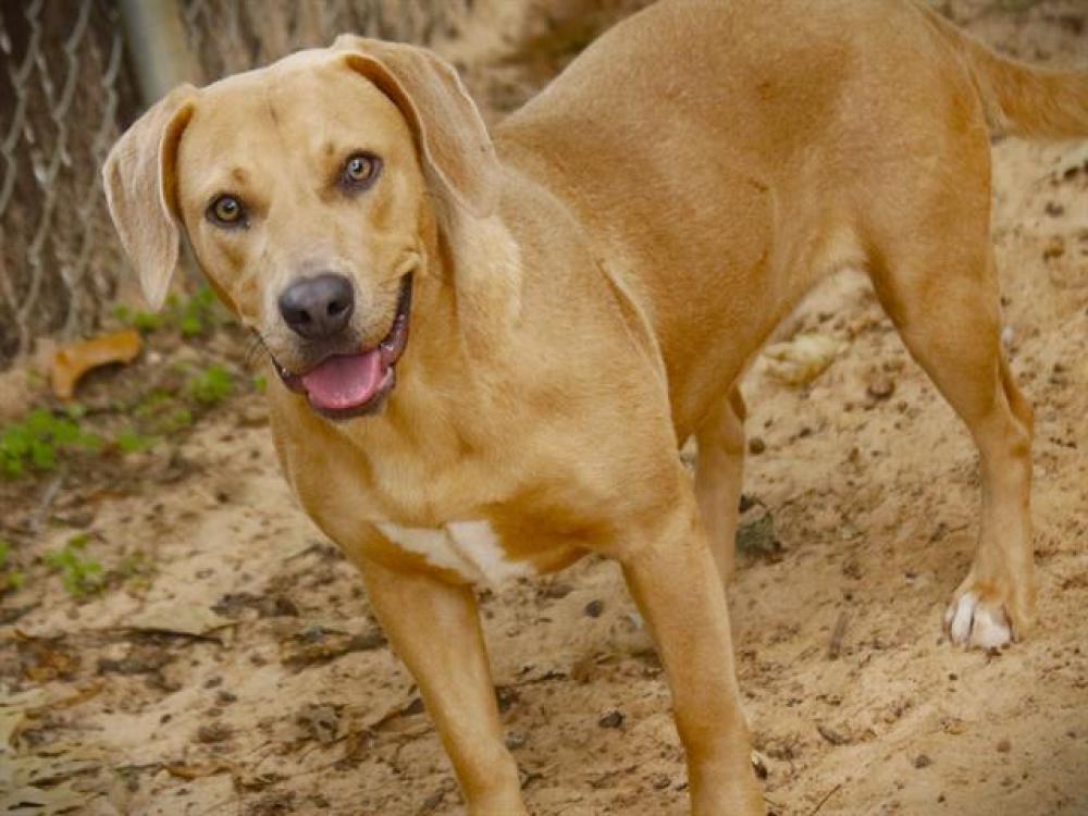 Shelter Stray Female Dog last seen Near BLOCK COLLINS LANDING RD, TALLAHASSEE FL 32310, Tallahassee, FL 32311
