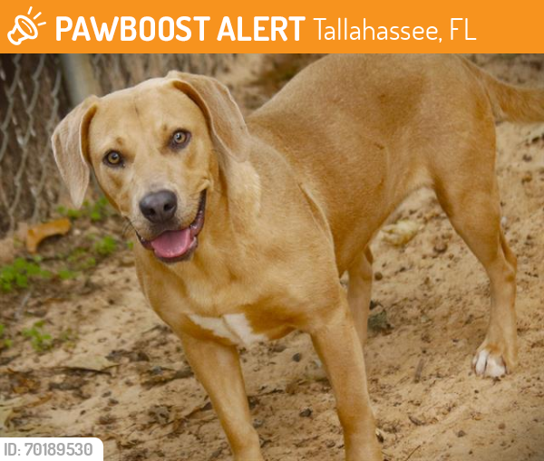 Shelter Stray Female Dog last seen Near BLOCK COLLINS LANDING RD, TALLAHASSEE FL 32310, Tallahassee, FL 32311