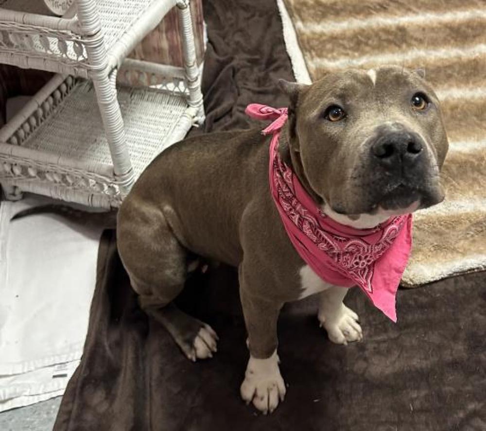 Shelter Stray Female Dog last seen Near BLOCK MINOCK ST, DETROIT, MI 48228, Detroit, MI 48211