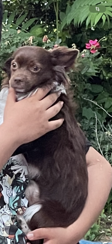 Lost Male Dog last seen 41st ave , Brentwood, MD 20722
