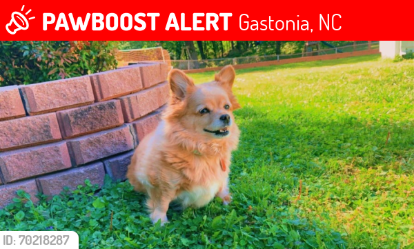 Lost Female Dog last seen Hudson Blvd , Gastonia, NC 28054