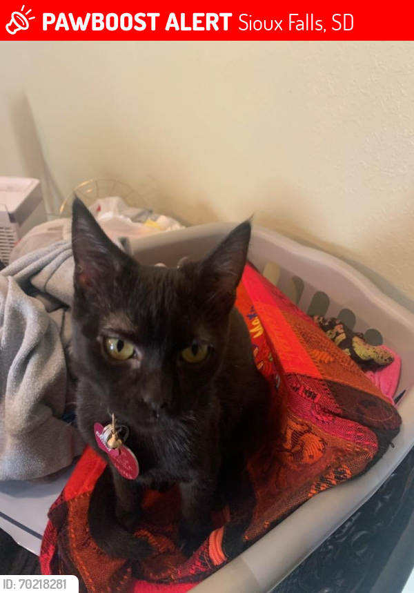 Lost Female Cat last seen 10th and Highland Avenue , Sioux Falls, SD 57103