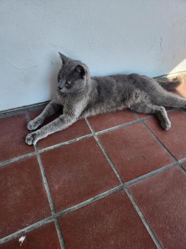 Found/Stray Female Cat last seen Bixby Orange, Long Beach, CA 90807