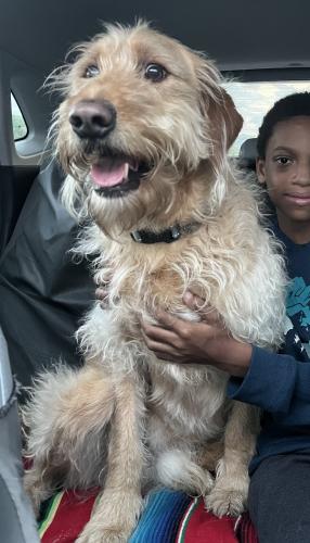 Lost Male Dog last seen Union Dry Cleaners , Stallings, NC 28104